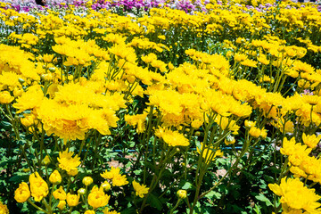 Close-up vivid multi color blossom of Chrysanthemum flower in garden. Beautiful blooming flowers fields background in spring season.