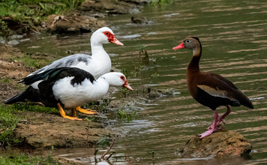 Muscovy Ducks
