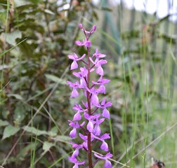 Lange's orchid bloom (Orchis langei). Located on a pine mountain forest track. Soria province, Spain.