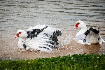 Muscovy Ducks