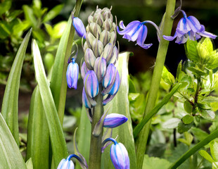 Springtime bluebells in Pickmere garden, Knutsford, Cheshire, UK