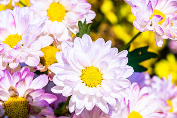 Close-up vivid multi color blossom of Chrysanthemum flower in garden. Beautiful blooming flowers...