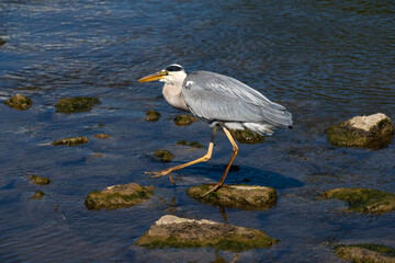 Graureiher an einem Gewässer