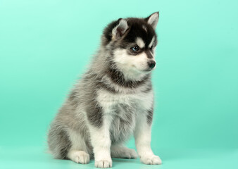 Obraz premium Husky puppy on the background