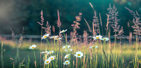Many bright field daisies in nature in sunlight with soft focus. Chamomiles in spring and summer in meadow, airy artistic image.
