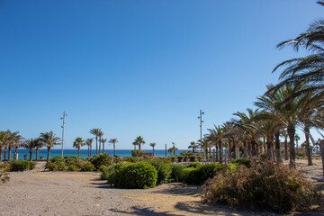 photography of palm trees on the promenade, with the sea in the distance