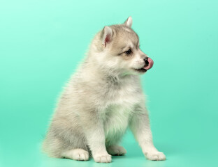 Husky puppy on the background