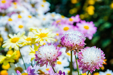 Close-up vivid multi color blossom of Chrysanthemum flower in garden. Beautiful blooming flowers...
