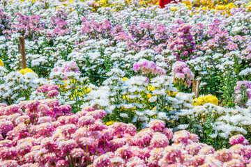 Close-up vivid multi color blossom of Chrysanthemum flower in garden. Beautiful blooming flowers fields background in spring season.