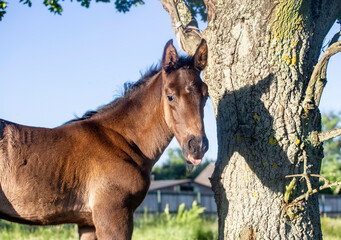 A foal portrait. A horse standing resting in the shade of an oak tree. In a summer meadow. Monthly foal. Poland Masovia