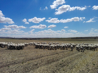 Flock of sheep in a field under fluffy clouds during the day