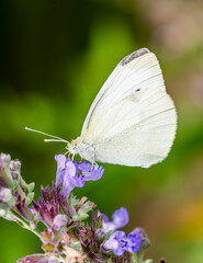 Cabbage White Pieris rapae on a purple flower