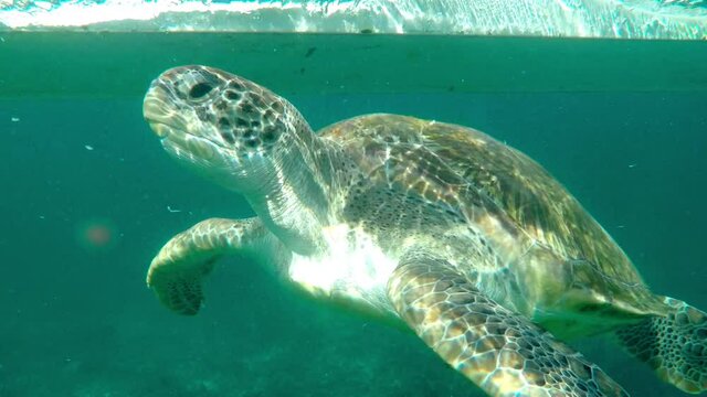 Close-Up Shot Of Turtle Swimming Underwater In Beautiful Sea - Tulum, Mexico