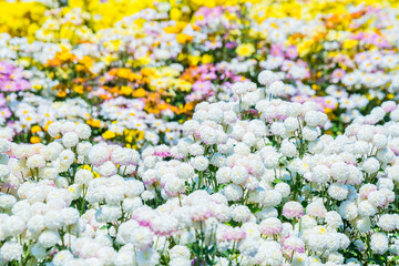 Close-up vivid multi color blossom of Chrysanthemum flower in garden. Beautiful blooming flowers...