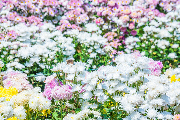 Close-up vivid multi color blossom of Chrysanthemum flower in garden. Beautiful blooming flowers...