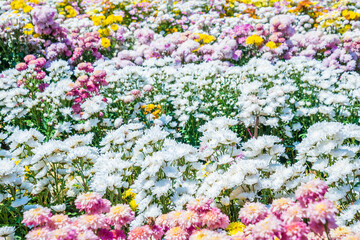 Close-up vivid multi color blossom of Chrysanthemum flower in garden. Beautiful blooming flowers...