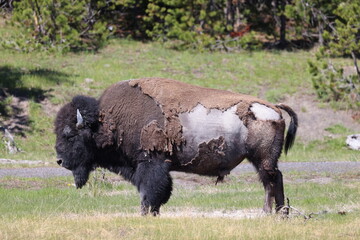 american bison