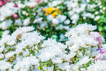 Close-up vivid multi color blossom of Chrysanthemum flower in garden. Beautiful blooming flowers fields background in spring season.