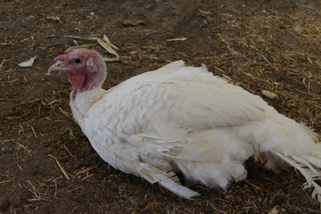 white turkey on a farm