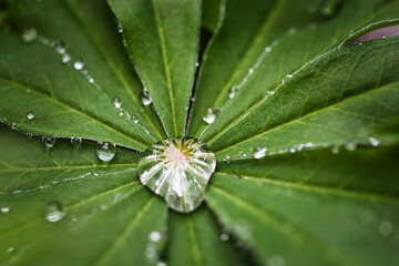 Blatt einer Lupine mit Lotuseffekt