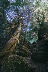 The twisted and creepy trees of the magic forest hiking trail in the Percé Unesco Geopark in Gaspesie, Quebec (Canada)
