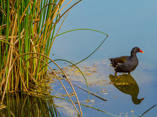 Water's edge with moorhen, reflections in transparent water of lake 