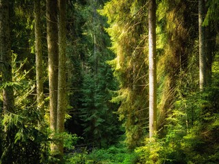 Green coniferous forest with sunshine in the morning. Beautiful summer forest. Trees in the woods.
