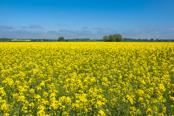 Fototapeta premium Rapsfeld mit Bäumen und blauen Himmel bei Parkentin