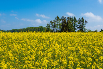 Rapsfeld mit Bäumen und blauen Himmel bei Parkentin