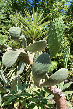 Primer plano planta Chumbera o Tuna, Opuntia ficus indica, en el jard&iacute;n bot&aacute;nico de Vigo, Espa&ntilde;a