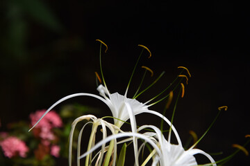 exotische Blüten in Asien, Orchidee