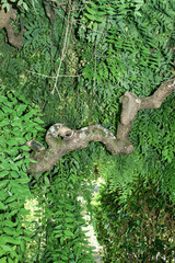 Ramaje y follaje inferior de un árbol Styphnolobium japonicum en el jardín botánico de Vigo, España