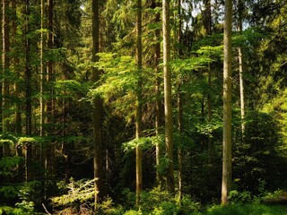 Fototapeta premium Sunny coniferous forest in the morning. Beautiful green forest in the mountains. Summer landscape. 