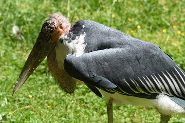 Marabu