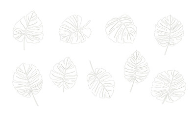 Set of varied leaves of tropical plant monstera. Hand drawn  vector linear drawing isolated on white background.