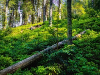 coniferous forest with sunshine in the morning