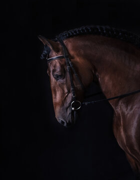 Brown horse on black background