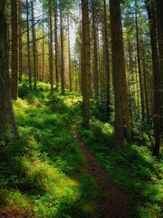 Fototapeta na wymiar coniferous forest with sunshine in the morning