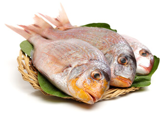 Raw porgy on white background 