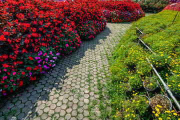 A brick stone pathway in vivid multi color blossom various flowers garden. Beautiful blooming...