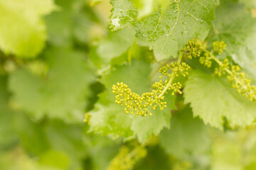 Young just blossoming bunches of grapevine on a blurred background of grape leaves