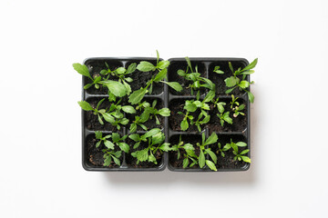 seedling tray with young small sprout plants