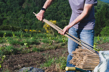 Farmer with tutors for the vineyard. Work in the vineyard.