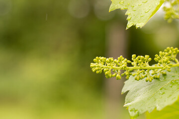 Young just blossoming bunches of grapes on a blurred background of the vineyard