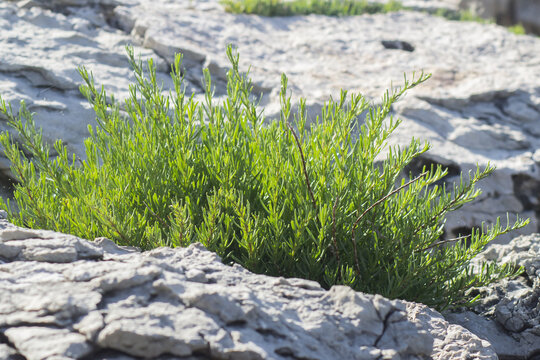 Closeup of green richs seepweed growing in stones