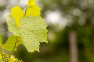 Young vine leaf in drops of morning dew