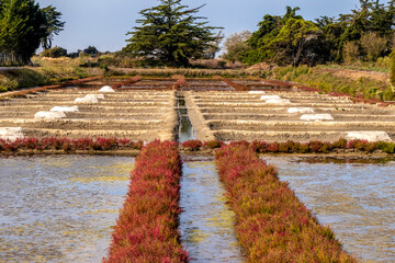 Marais salant sur l'&icirc;le de Noirmoutier