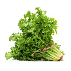 Sonchus on White Background