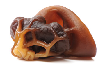 black fungus on white background 