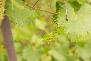 Beautiful young bunch of grapes on a background of blurred grass in raindrops